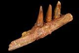 Spinosaurus Jaw Section - Composite Teeth #110475-1